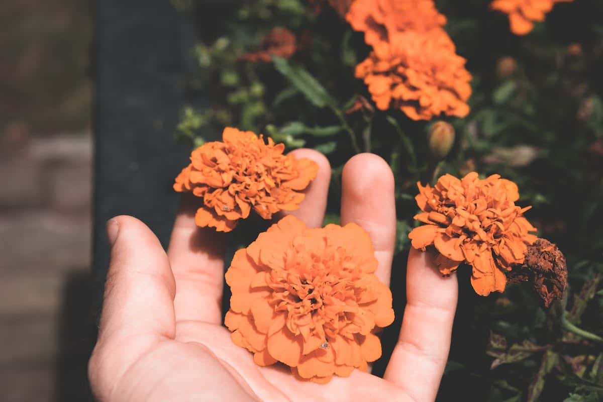 Quand semer les œillets d’Inde pour une floraison éclatante